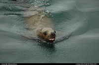 Photo by Albumeditions | Not in a City  Alaska, wildlife, sea-lion
